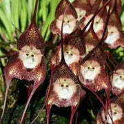 Monkey Face Violet Seeds