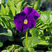 Standard Violet Violet Seeds