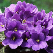 Futaba Violet Seeds