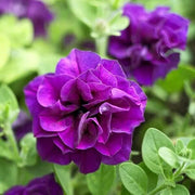 Light Violet Mini Violet Seeds