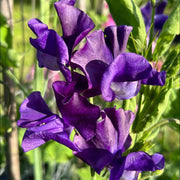 Mini Violet Violet Seeds