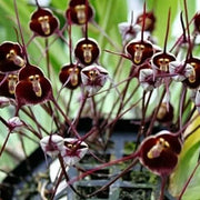 Monkey Face Violet Seeds