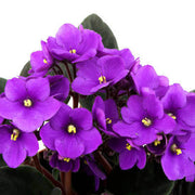 Futaba Violet Seeds