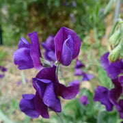 Mini Violet Violet Seeds