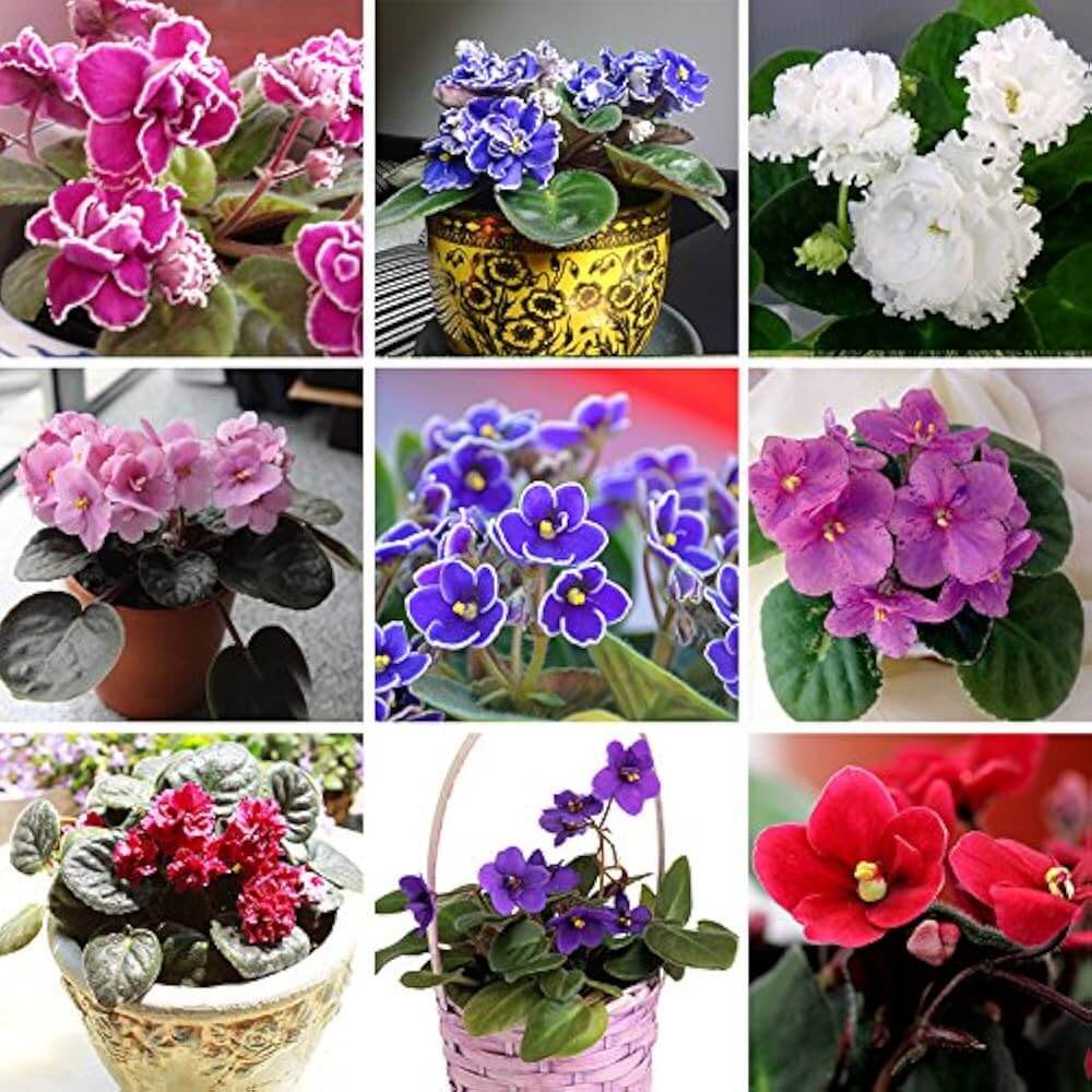 Violet Mixed Color African Seeds