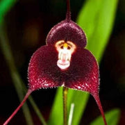 Monkey Face Violet Seeds