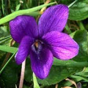Queen Charlotte Violet Seeds