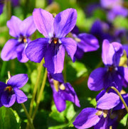 Standard Violet Violet Seeds