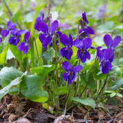 Sweet Violet Seeds