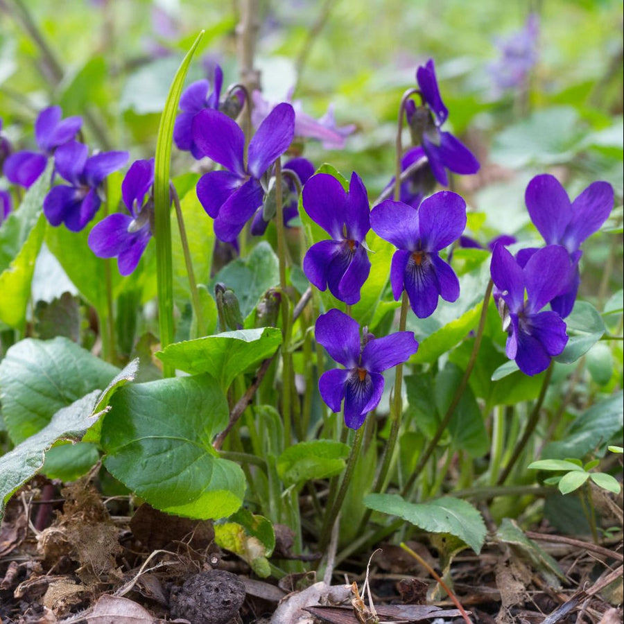 Sweet Violet Seeds