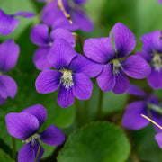 Standard Violet Violet Seeds