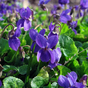 Sweet Violet Seeds