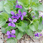 Sweet Violet Seeds