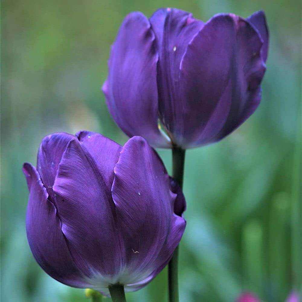 Wildflower Mix Violet Tulip Seeds