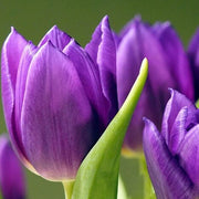 Wildflower Mix Violet Tulip Seeds