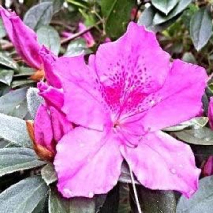 Violet White Azalea Seeds - Flower Plant