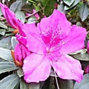 Violet White Azalea Seeds - Flower Plant