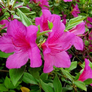 Violet White Azalea Seeds - Flower Plant