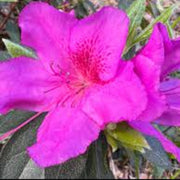 Violet White Azalea Seeds - Flower Plant