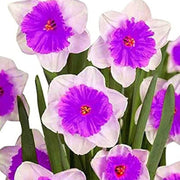 Violet White Daffodils Seeds - Flower Plant
