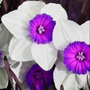 Violet White Daffodils Seeds - Flower Plant