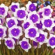 Violet White Daffodils Seeds - Flower Plant