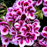 Violet & White Geranium Seeds