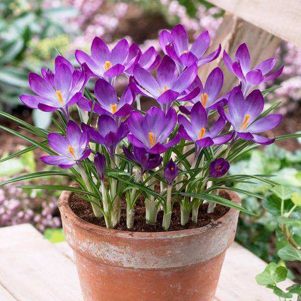 Violet Yellow Crocus Seeds - Flower Plant