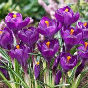 Violet Yellow Crocus Seeds - Flower Plant