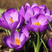 Violet Yellow Crocus Seeds - Flower Plant