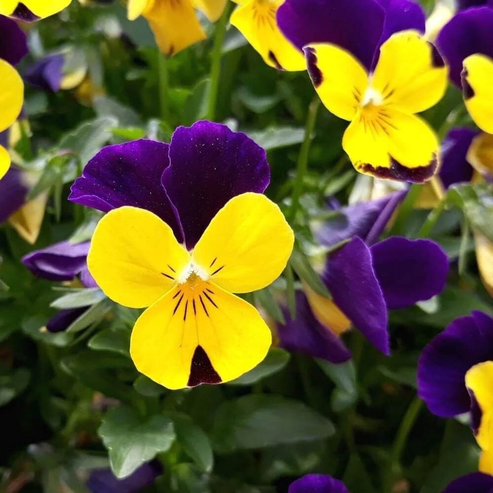 Violet Yellow Pansy Seeds