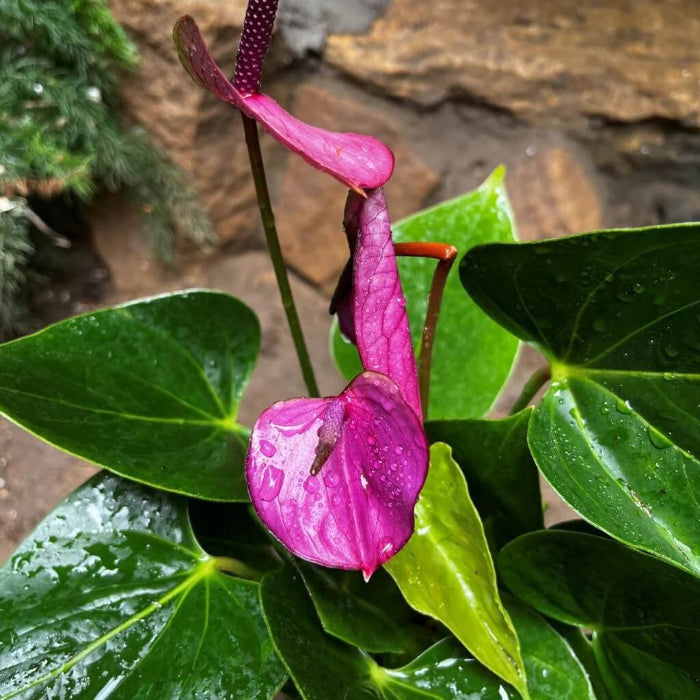 Violet anthurium andraeanum Seeds