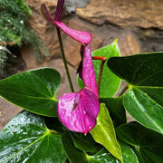 Violet anthurium andraeanum Seeds