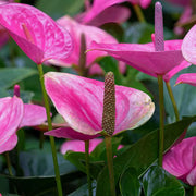 Violet anthurium andraeanum Seeds