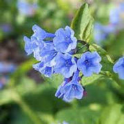 Mertensia Virginia Bluebell Seeds