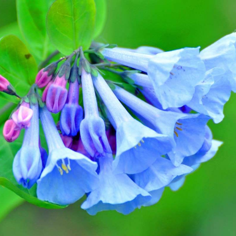 Mertensia Virginia Bluebell Seeds