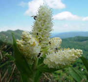 Virginia Bunchflower Seeds