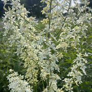 Virginia Bunchflower Seeds