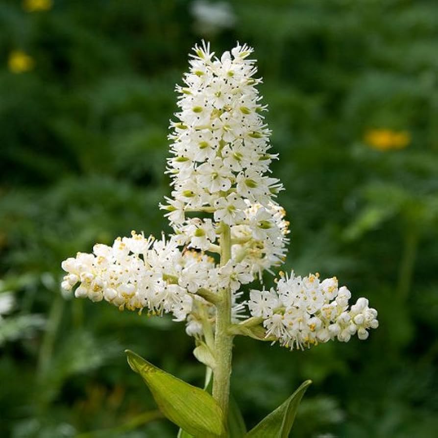 Virginia Bunchflower Seeds
