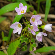 Eastern Fairy Virginia Spring Beauty Seeds, Herbal