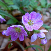 Eastern Fairy Virginia Spring Beauty Seeds, Herbal