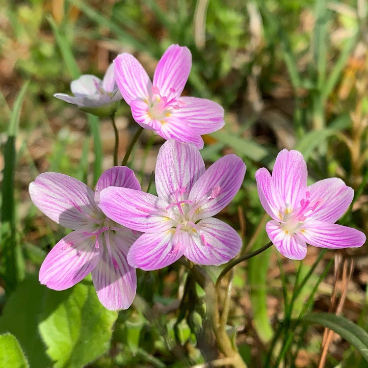 Eastern Fairy Virginia Spring Beauty Seeds, Herbal