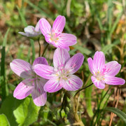 Eastern Fairy Virginia Spring Beauty Seeds, Herbal