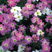 Fragrant Bloom Virginia Stock Seeds