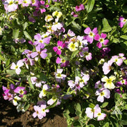 Fragrant Bloom Virginia Stock Seeds