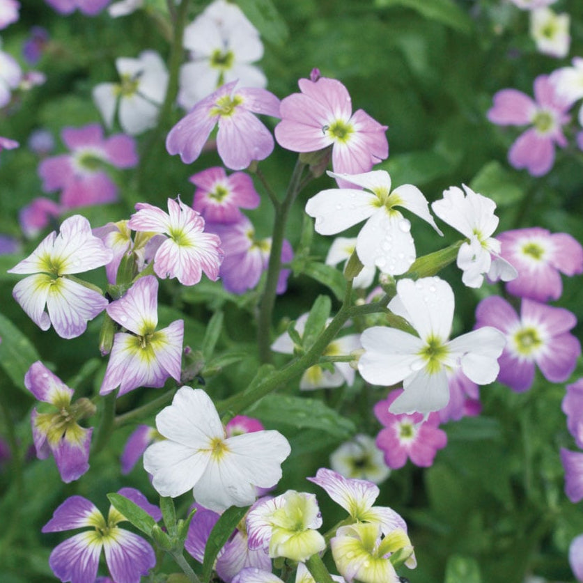 Fragrant Bloom Virginia Stock Seeds