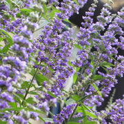 Vitex Agnus Castus Seeds - Herbal Seeds