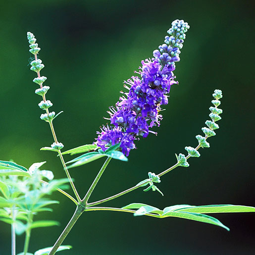 Vitex Agnus Castus Seeds - Herbal Seeds