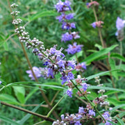Vitex Agnus Castus Seeds - Herbal Seeds