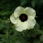 Vitifolius Hibiscus Seeds